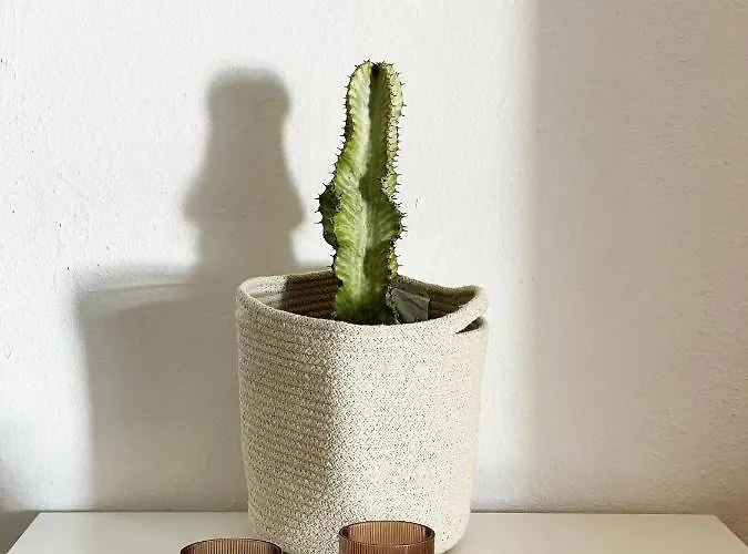 La Guanchita - Ocean * Tacoronte